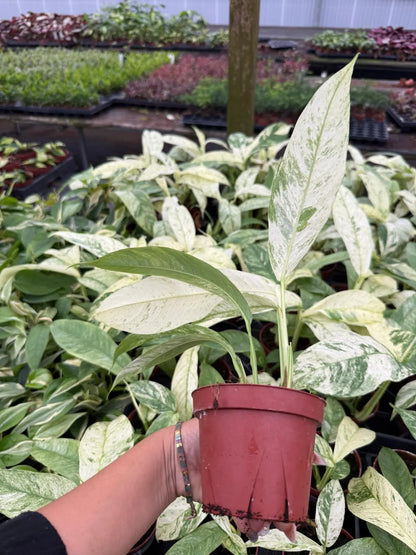 Rhaphidophora Variegated Gorillan Houseplant, Rare Aroid Plant - Live Indoor Plant, Striking Variegated Leaves, Indoor Decor