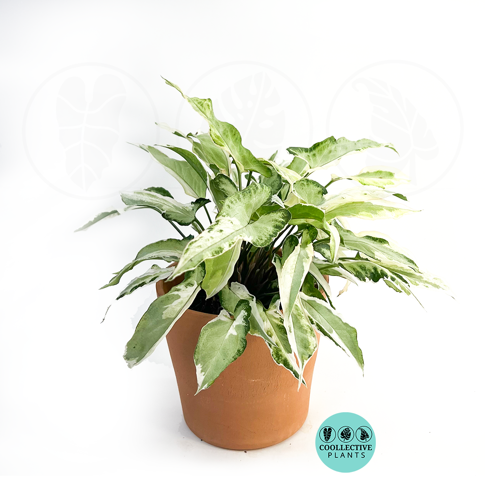 Syngonium Starlite
