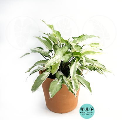 Syngonium Starlite