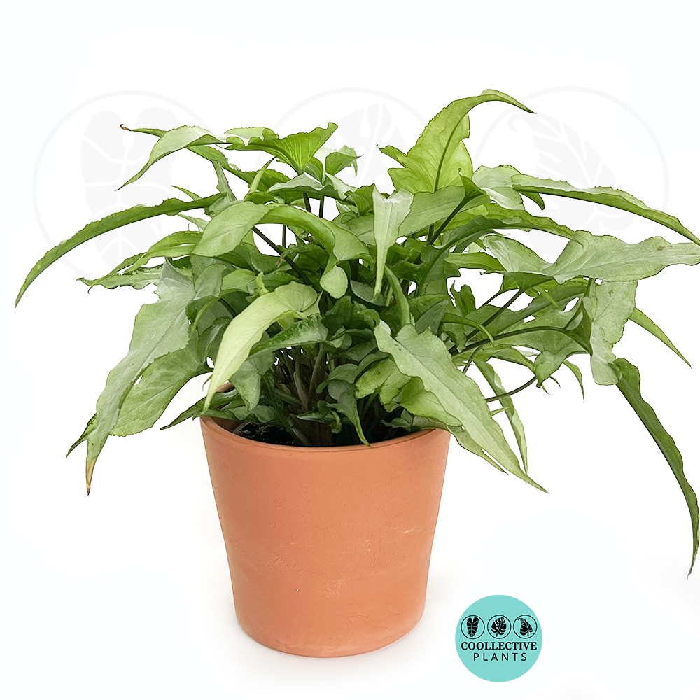 Syngonium Silver Fox