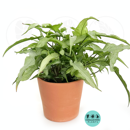 Syngonium Silver Fox