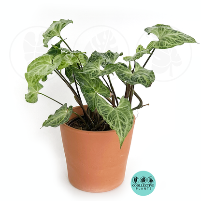 Syngonium Batik Rare Variegated Arrowhead Plant – White Veined Tropical Indoor Vine – Fast Growing Easy Care Houseplant