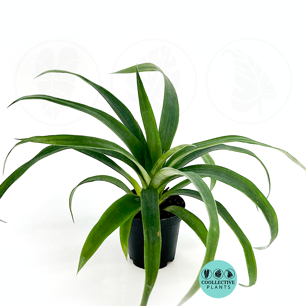 4" Ananas Mi Amigo