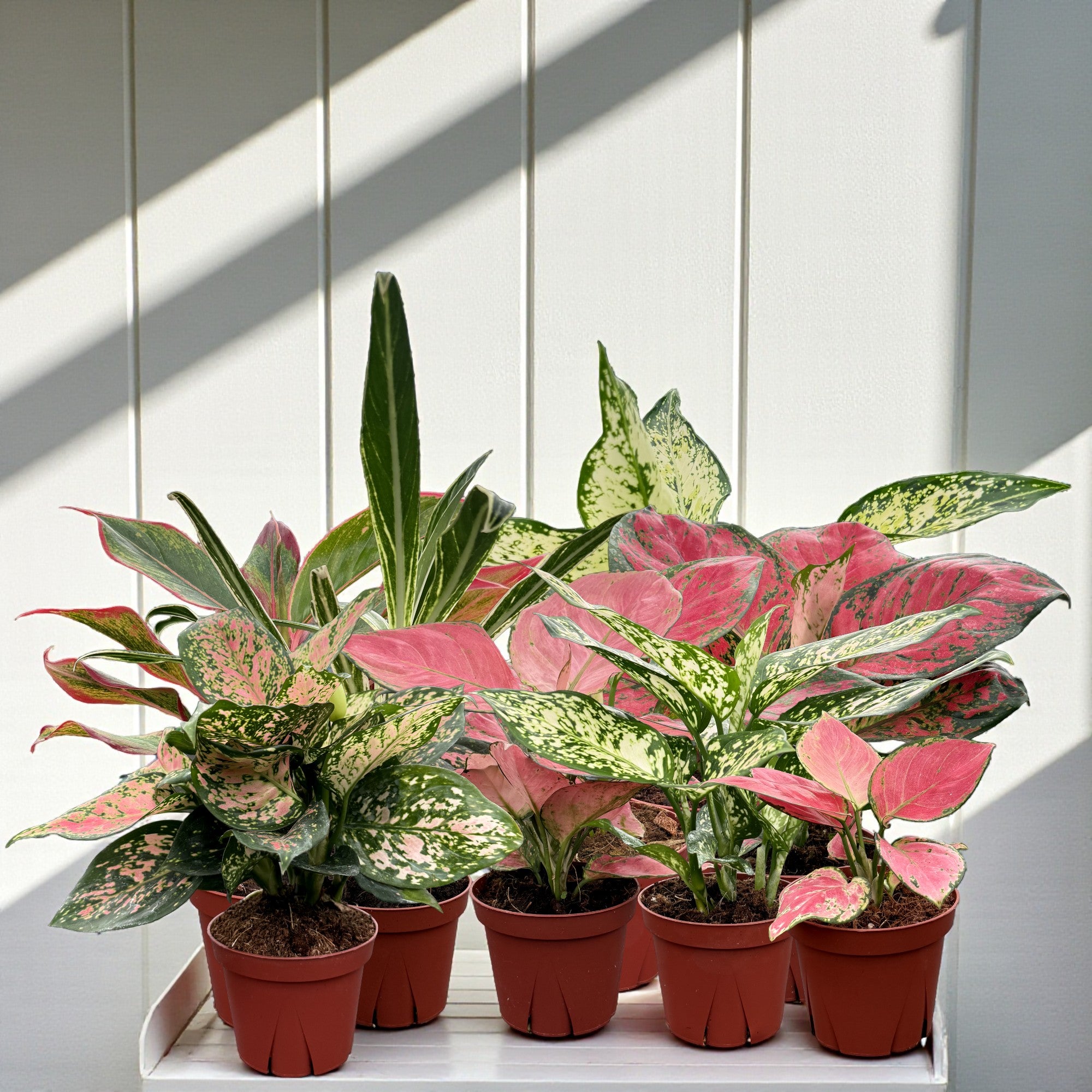 Aglaonema – Coollective Plants