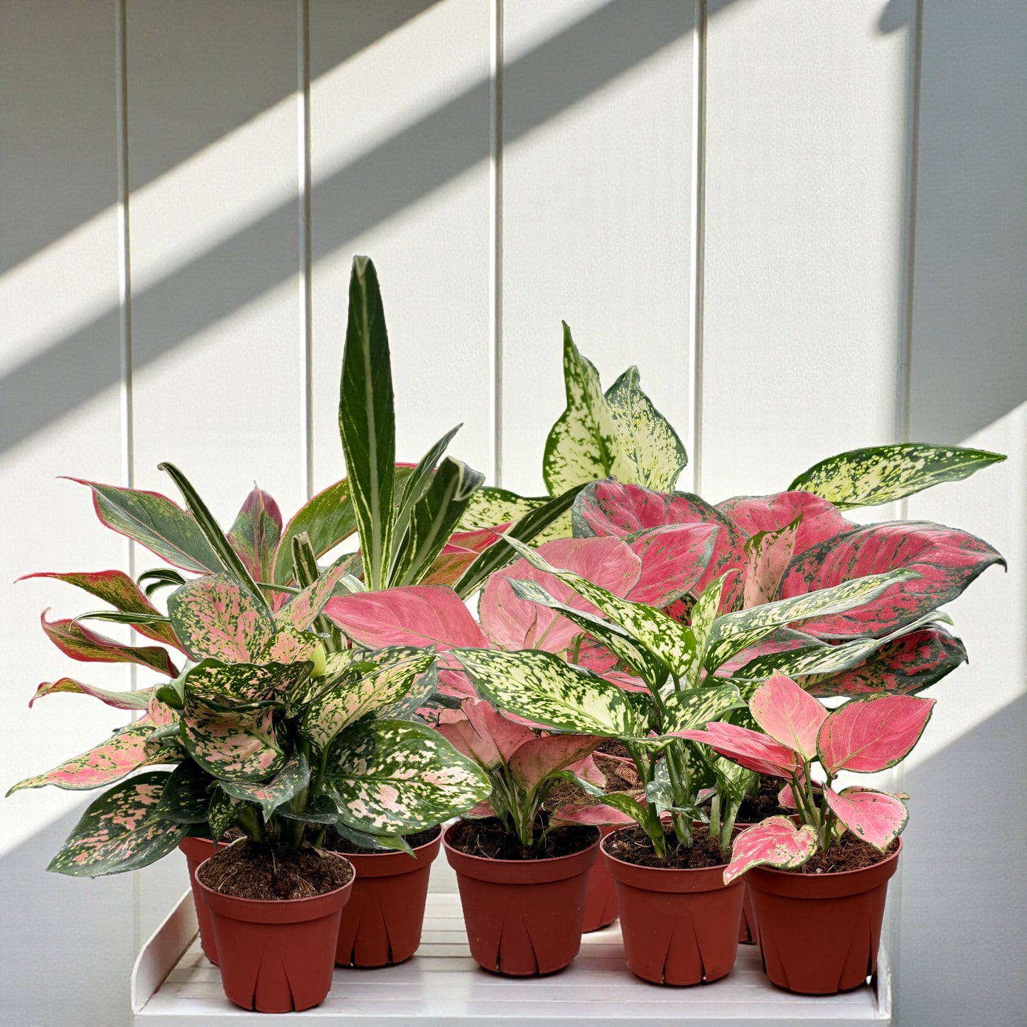 Aglaonema Assorted Collection Pack 4" Nursery Pot (6-Pack)