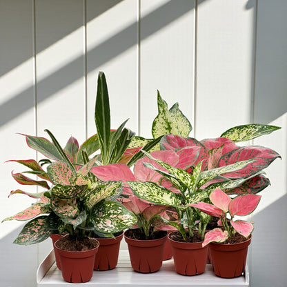 Aglaonema Assorted Collection 4 Inch Live Plants