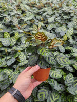 Calathea Makayona
