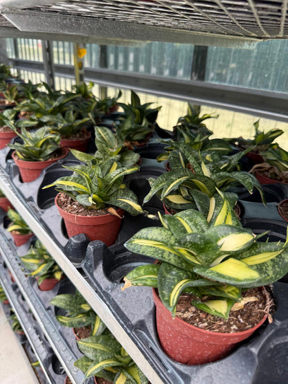 Sansevieria trifasciata 'Hahnii' Spiral