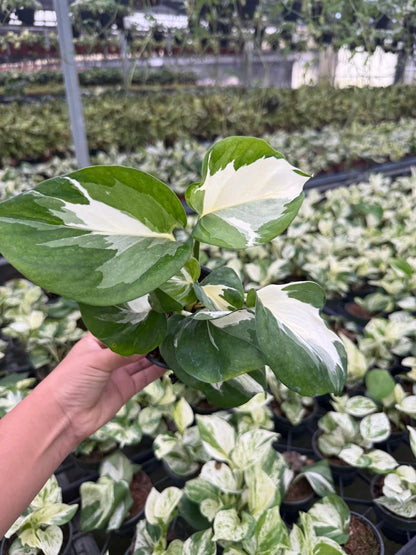 4" Pothos Mangula Live Plant: Unique Indoor Vine, Beginner Friendly Houseplant