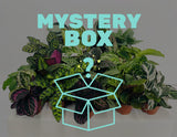 4" Calathea Mystery Box