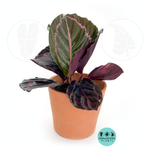 Calathea Roseopicta ‘Dottie’ Live Plant – 4” Pot Indoor Tropical Houseplant with Dark Green & Pink Foliage – Air-Purifying Prayer Plant