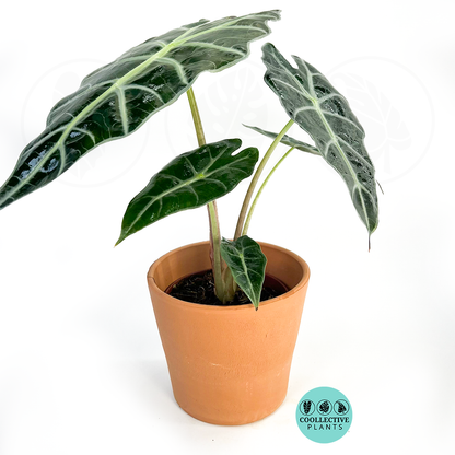 Alocasia Polly African Mask Rare Live Plant