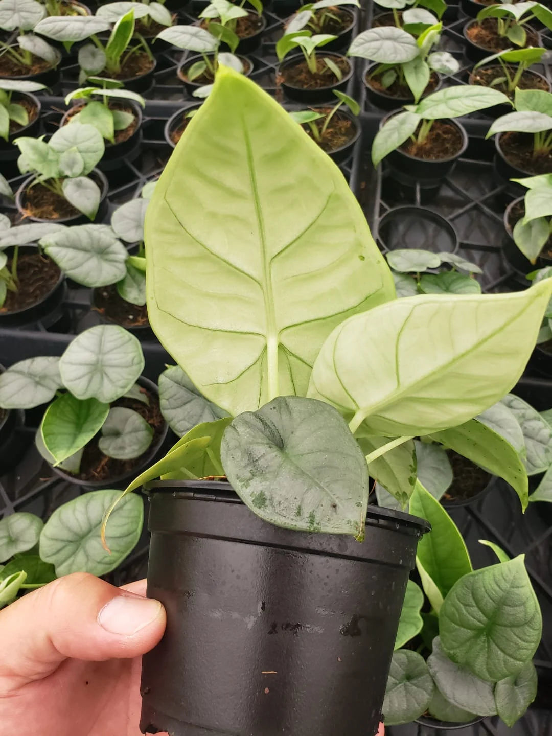 Rare Alocasia Rugosa Melo: Easy Care Starter Plant