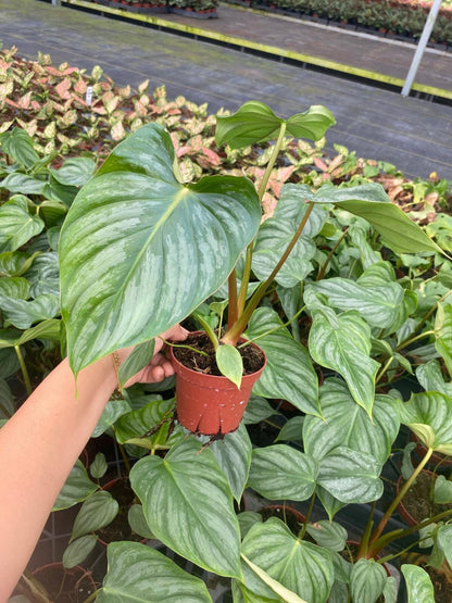 Philodendron Plowmanii Houseplant, Exotic Tropical Plant - Indoor Decor, Easy Care, Crawling Growth, Collector Plant