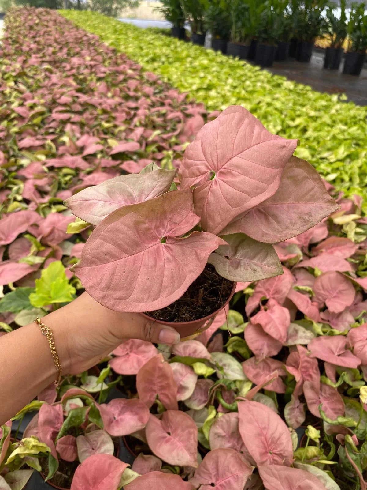 Syngonium Neon Pink: Live Indoor Tropical Houseplant – Bright Pink Foliage Syngonium – Easy Care Beginner Plant
