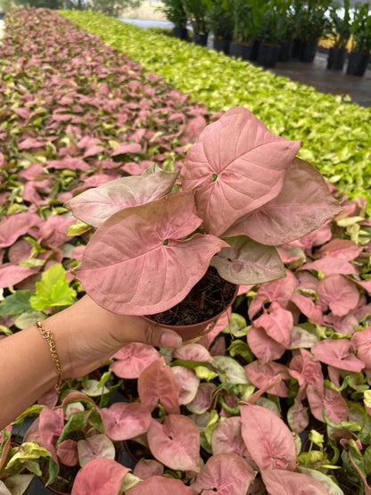 Syngonium Neon Pink: Live Indoor Tropical Houseplant – Bright Pink Foliage Syngonium – Easy Care Beginner Plant