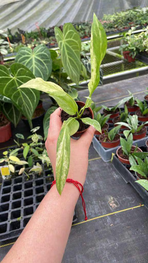 Anthurium Vittarifolium Variegated "Exact one"