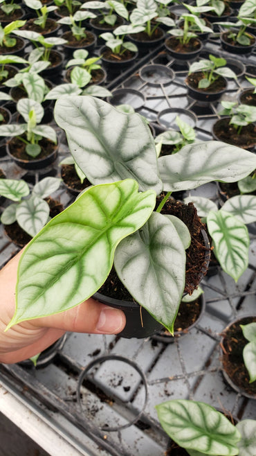 Alocasia Silver Dragon Live Plant – Rare Tropical Indoor Houseplant, Easy Care Aroid, Beginner Friendly Starter Plant