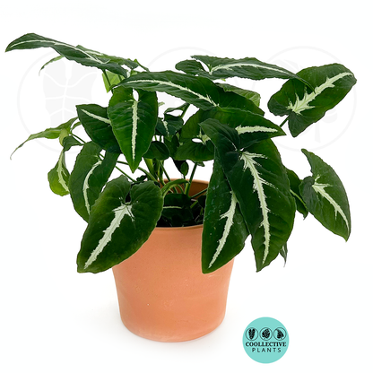Syngonium wendlandii ‘Black Velvet’ – Rare Velvet Aroid with Silver Veins | Dark Foliage Climbing Houseplant