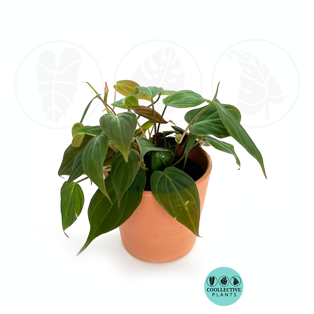 Philodendron Mican