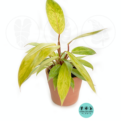 Philodendron Painted Lady Live Plant