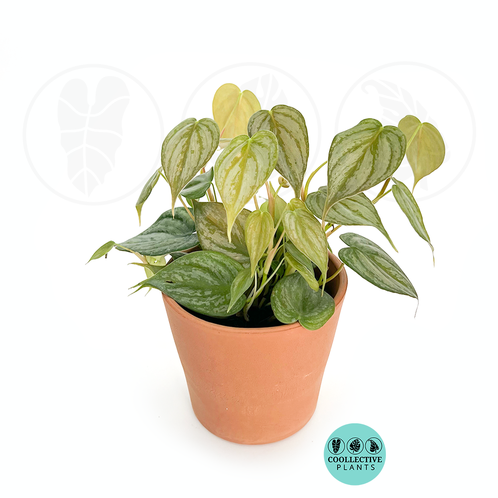 Philodendron Brandi (2–4 inch plant)