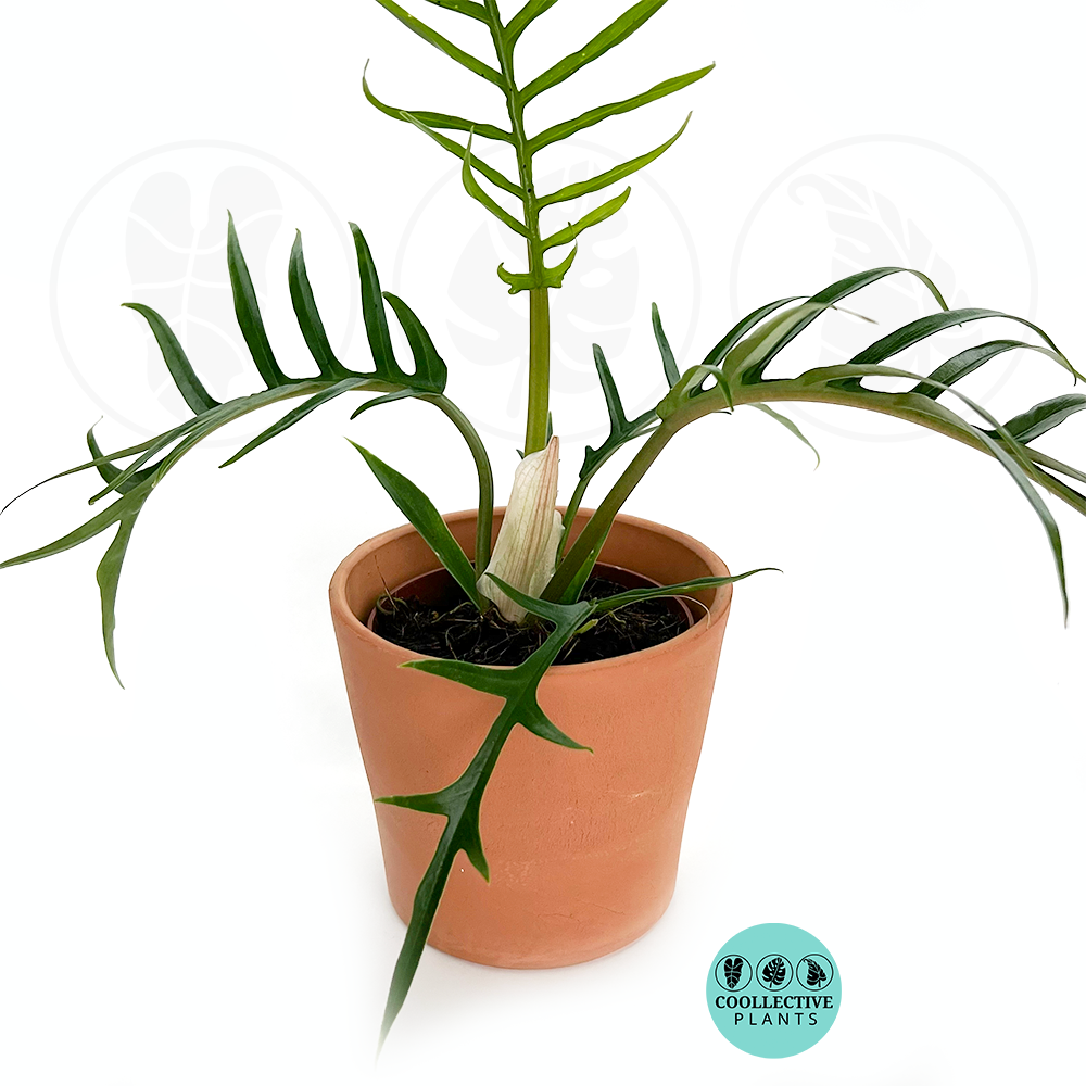 Coollective Plants Philodendron Tortum - Thumbnail 3