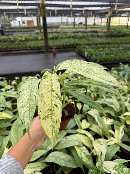 Rhaphidophora Variegated Gorillan Houseplant, Rare Aroid Plant - Live Indoor Plant, Striking Variegated Leaves, Indoor Decor