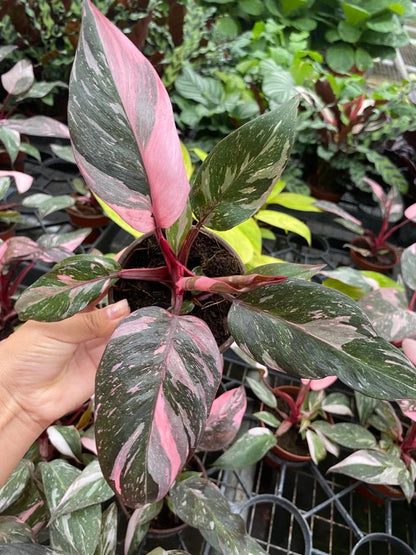 Philodendron Pink Princess Marble Live Plant