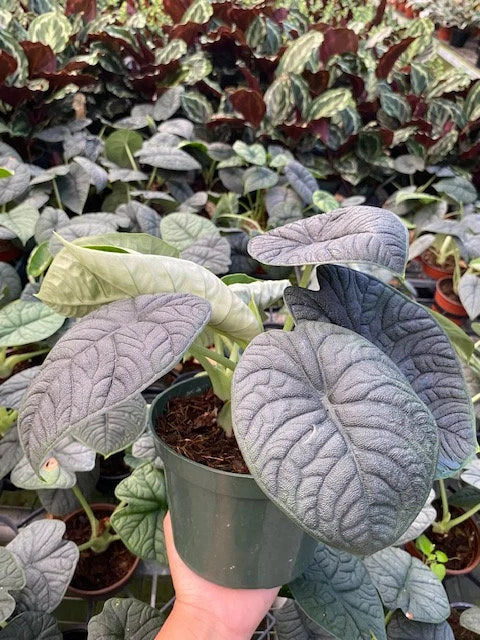 Rare Alocasia Rugosa Melo: Easy Care Starter Plant