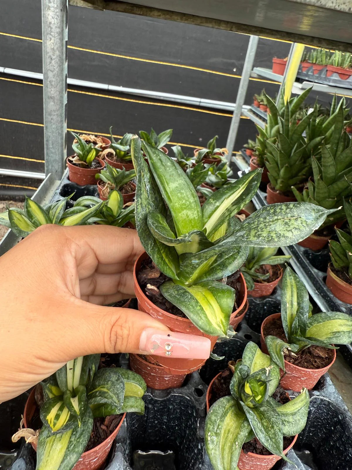 Sansevieria trifasciata 'Hahnii' Spiral