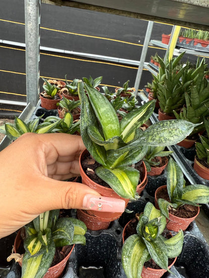 Sansevieria trifasciata 'Hahnii' Spiral