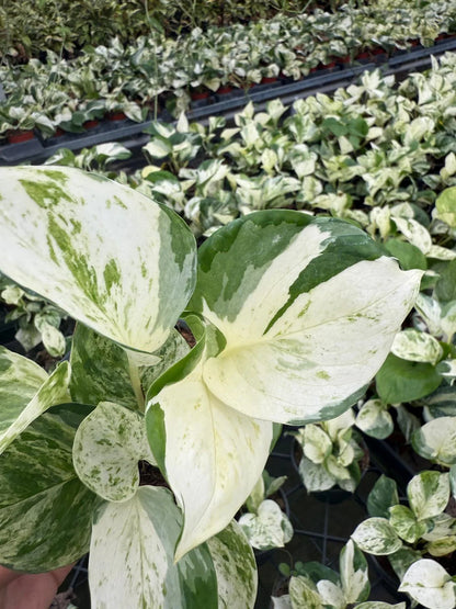 4" Pothos Mangula Live Plant: Unique Indoor Vine, Beginner Friendly Houseplant