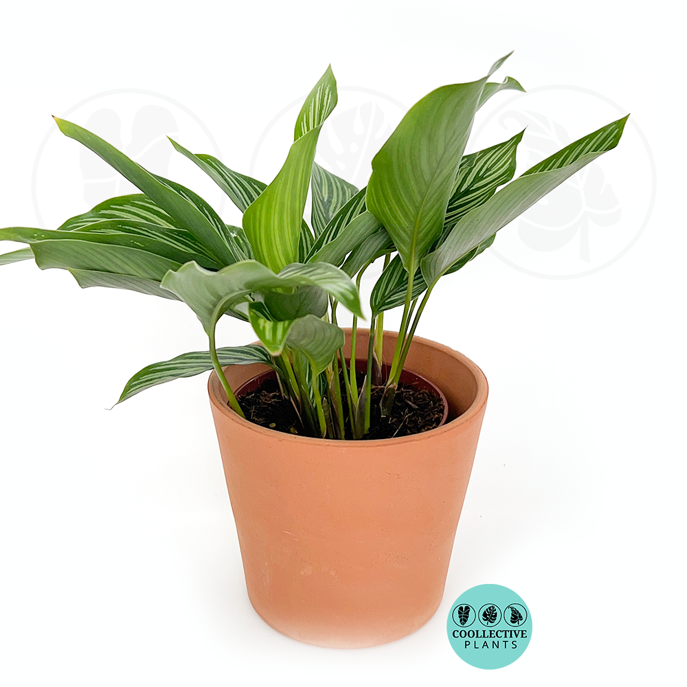 Calathea Vittata (2–4/6 inch plant)
