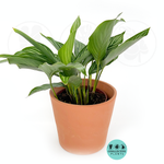 Calathea Vittata (2–4/6 inch plant)
