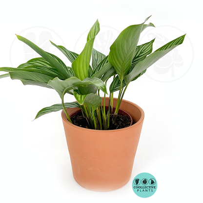 Calathea Vittata Rare Live Prayer Plant