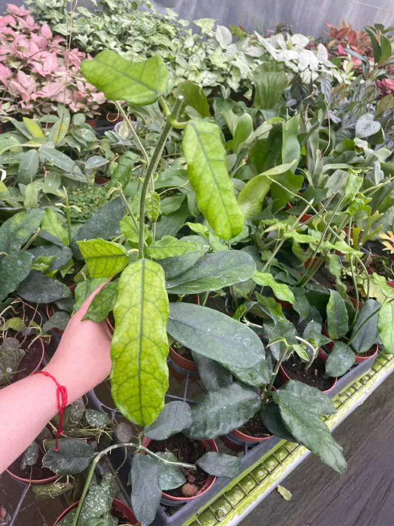 Hoya Villosa Houseplant – Textured Fuzzy Foliage Hoya – Beginner Friendly Indoor Live Plant