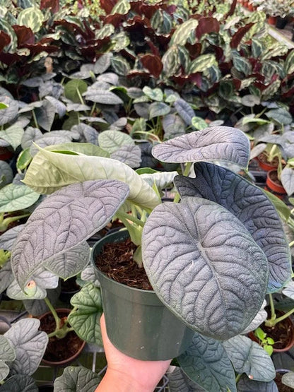 Alocasia Rugosa Melo Rare Live Starter Plant