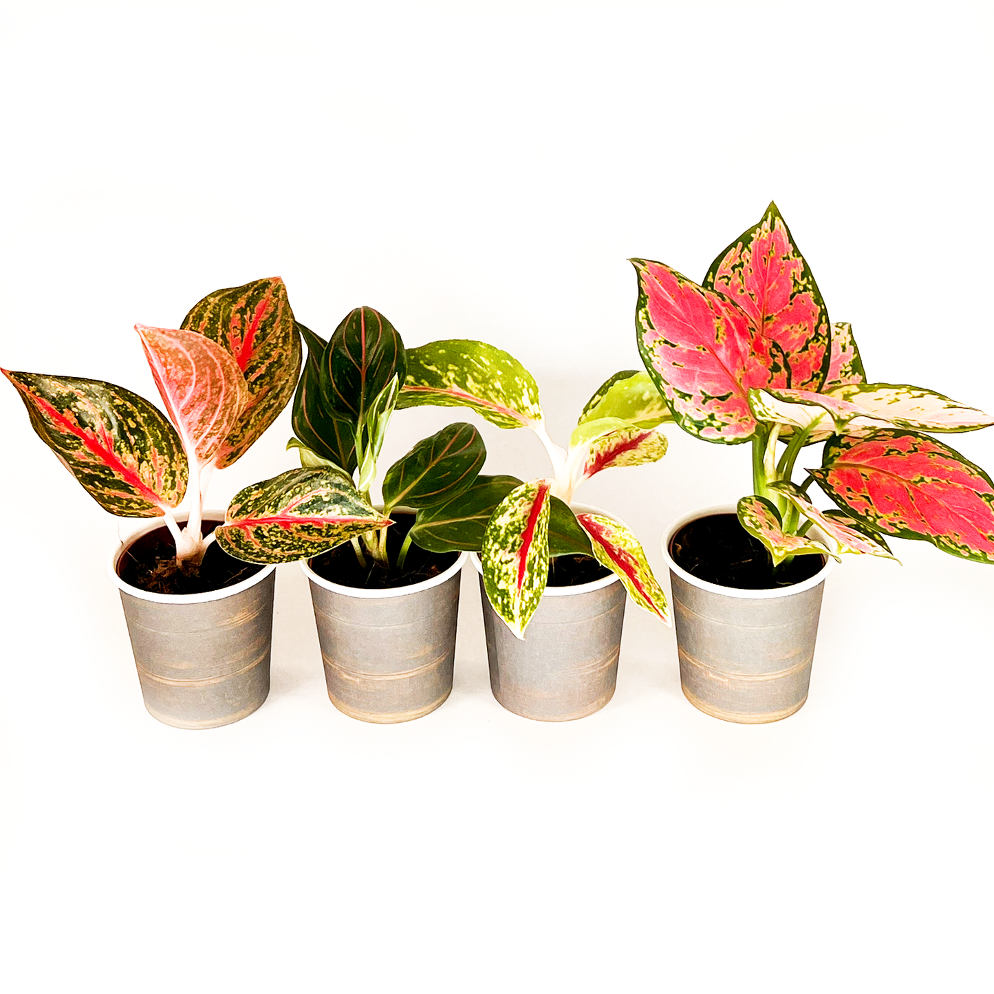Aglaonema Collection (4PK) Essential Houseplant  Live Plants Indoor Plants Live in 2 inch Pots, Easy House Plants Indoors Live, Red Valentine, Night Sparkle, Golden Powder & Red Vein