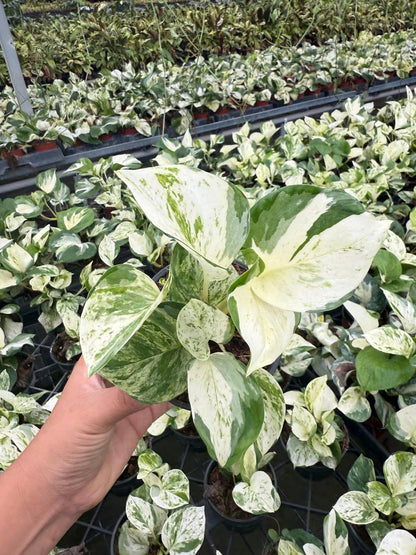 4" Pothos Mangula Live Plant: Unique Indoor Vine, Beginner Friendly Houseplant