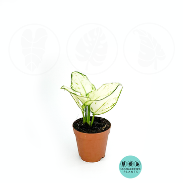 Aglaonema Super White – Rare Chinese Evergreen Indoor Houseplant