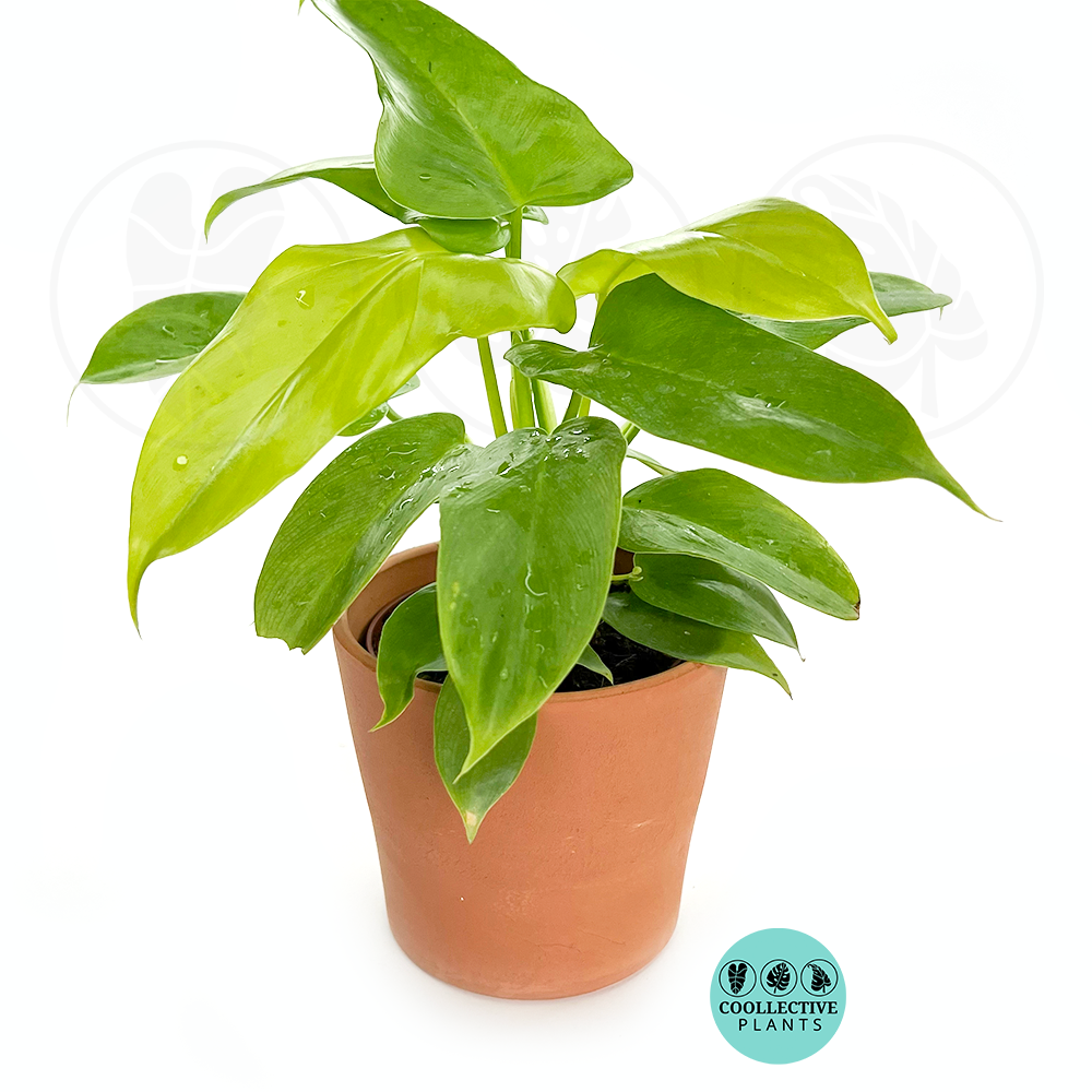 Philodendron Bipennifolium Aurea (4–6 inch plant)