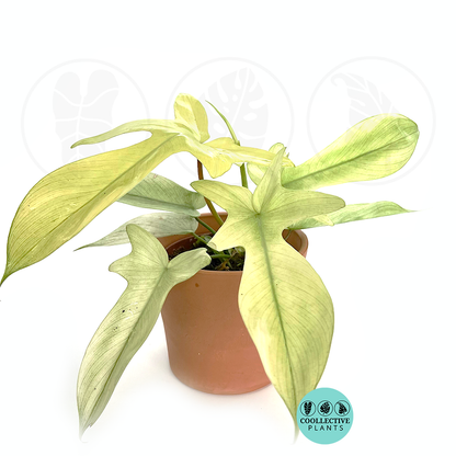 Philodendron Florida Ghost Mint Live Plant