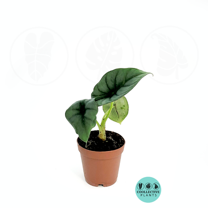 Alocasia Nebula Imperialis Rare Live Plant