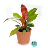Philodendron Sun red