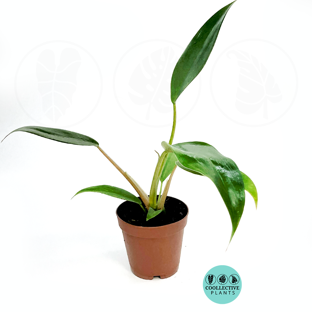 Philodendron mexicanum (2 inch plant)