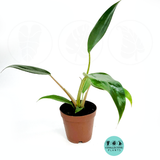 Philodendron Mexicanum 2 Inch