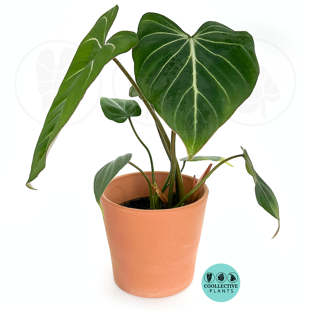 philodendron gloriosum juvenile Philodendron Gloriosum – Coollective Plants