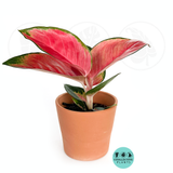 Aglaonema Red King – Coollective Plants