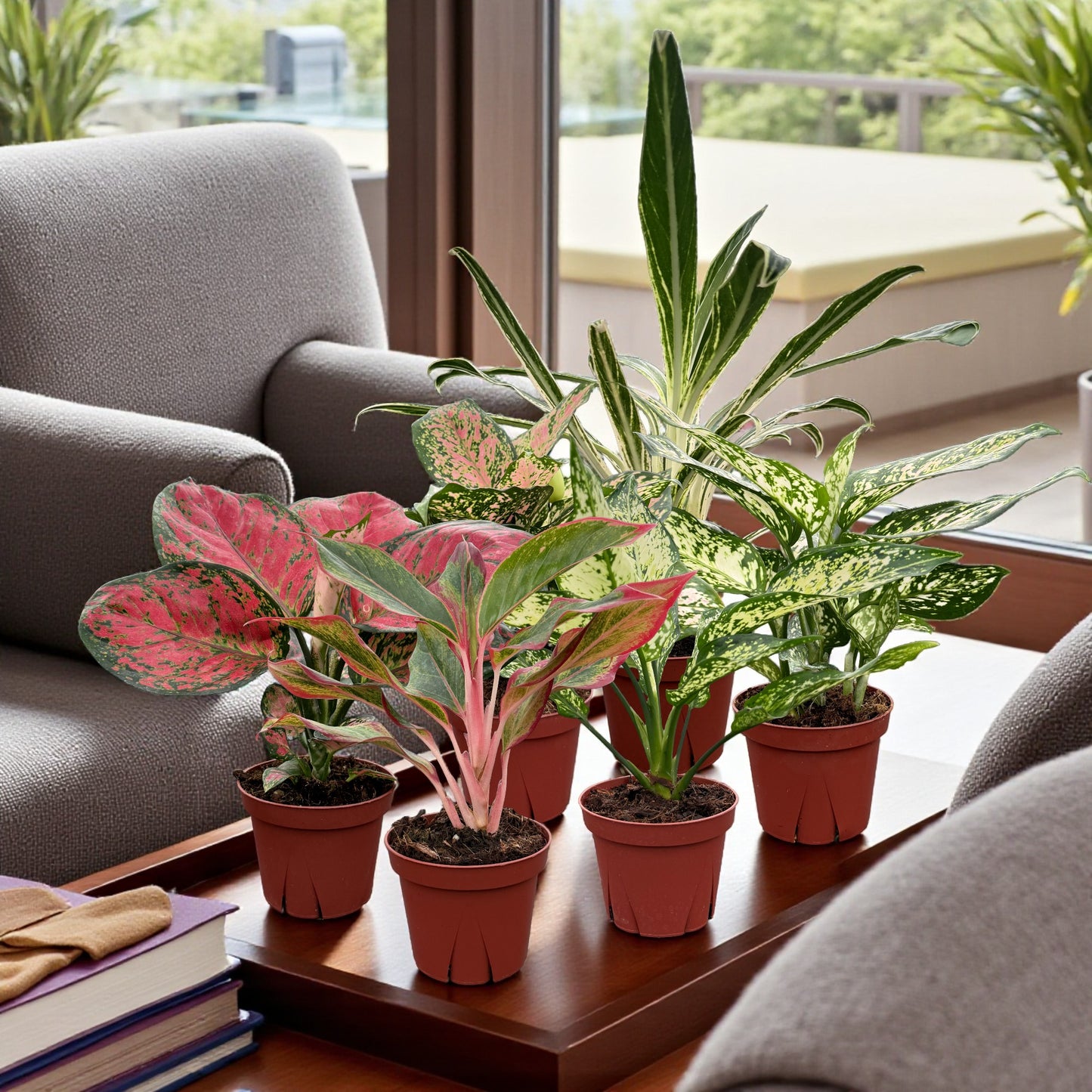 Aglaonema Assorted Collection Pack 4" Nursery Pot (6-Pack)